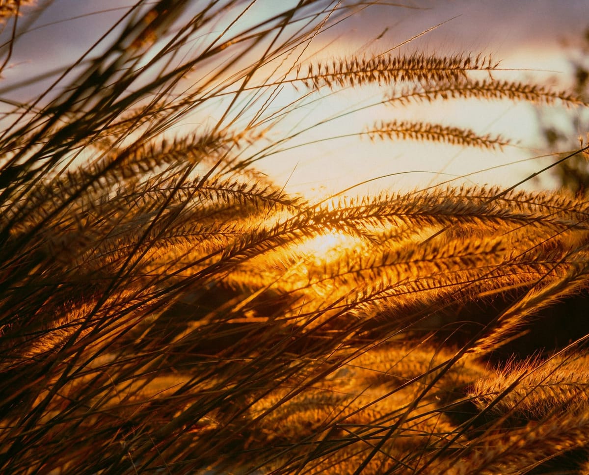 Follow your Charisma with your Golden Weaver for March